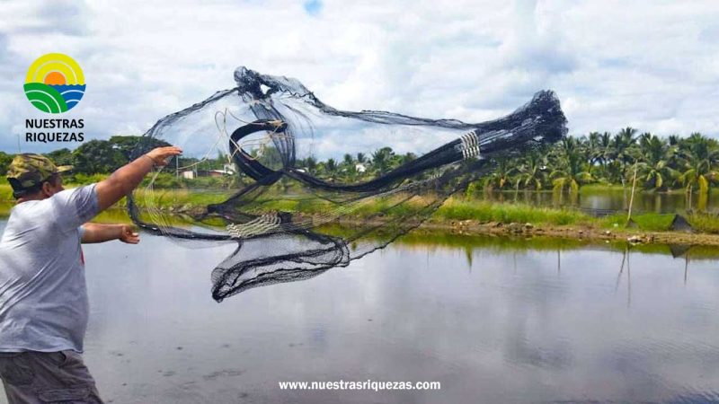 Gobierno busca reducir la informalidad en el sector camaronero 