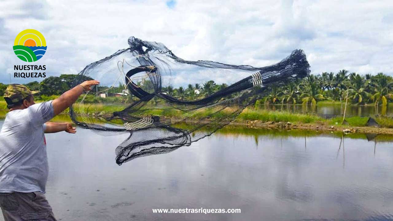 Gobierno busca reducir la informalidad en el sector camaronero 