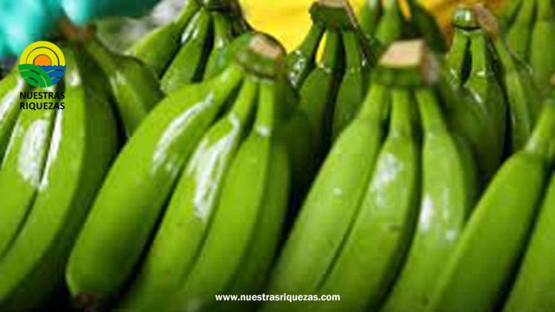 Impacto de la Eliminación del Código F en las Exportaciones de Banano