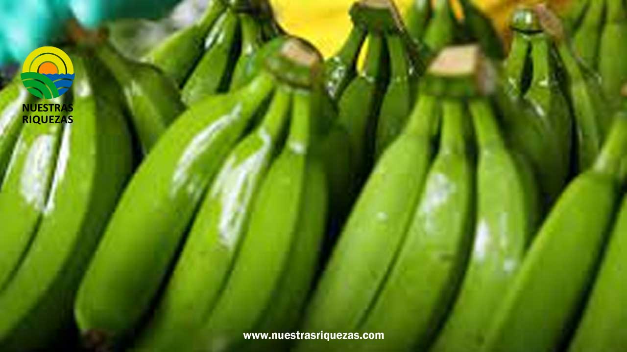 Impacto de la Eliminación del Código F en las Exportaciones de Banano