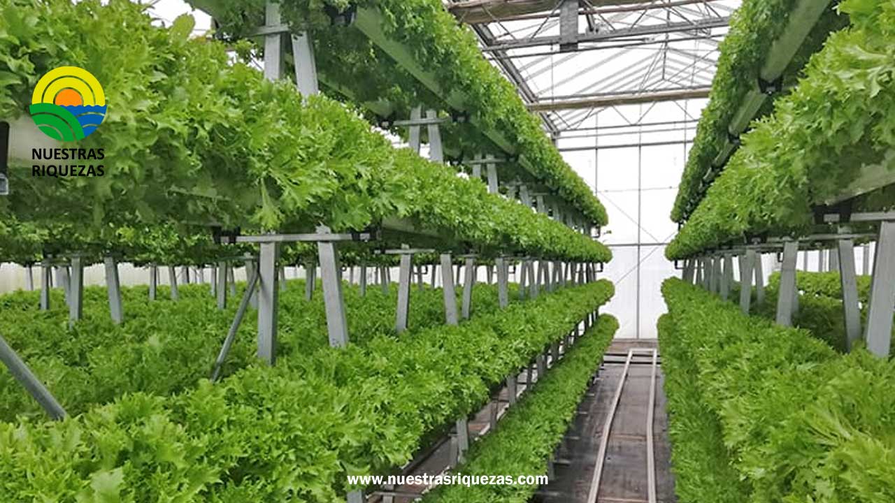La agricultura vertical para una vida sostenible