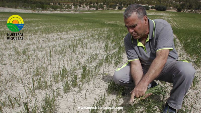 La agricultura vuelve la vista a la genómica