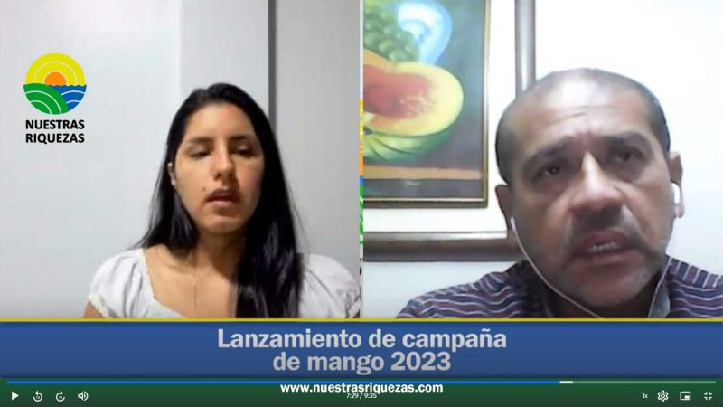 Exportación de mango en Ecuador se ve afectada por el Fenómeno del Niño