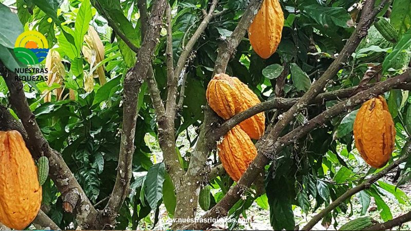 La ruta del cacao permitirá a visitantes conocer la historia del alimento en Vinces, Los Ríos