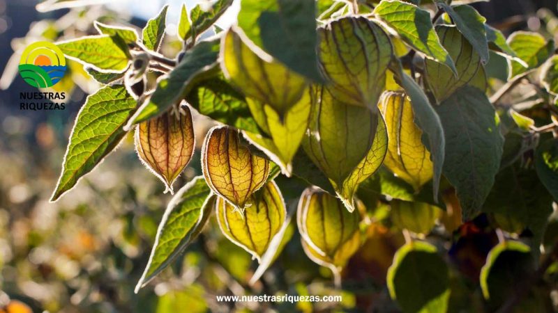 La uvilla ecuatoriana llega a El Salvador