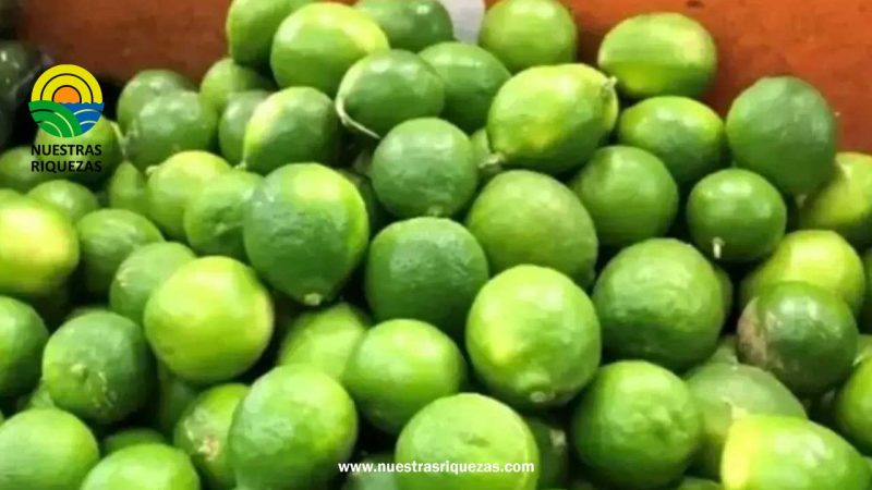 “No solo habrá escasez de limón”: ¿qué otros alimentos tendrán déficit de producción en Piura?