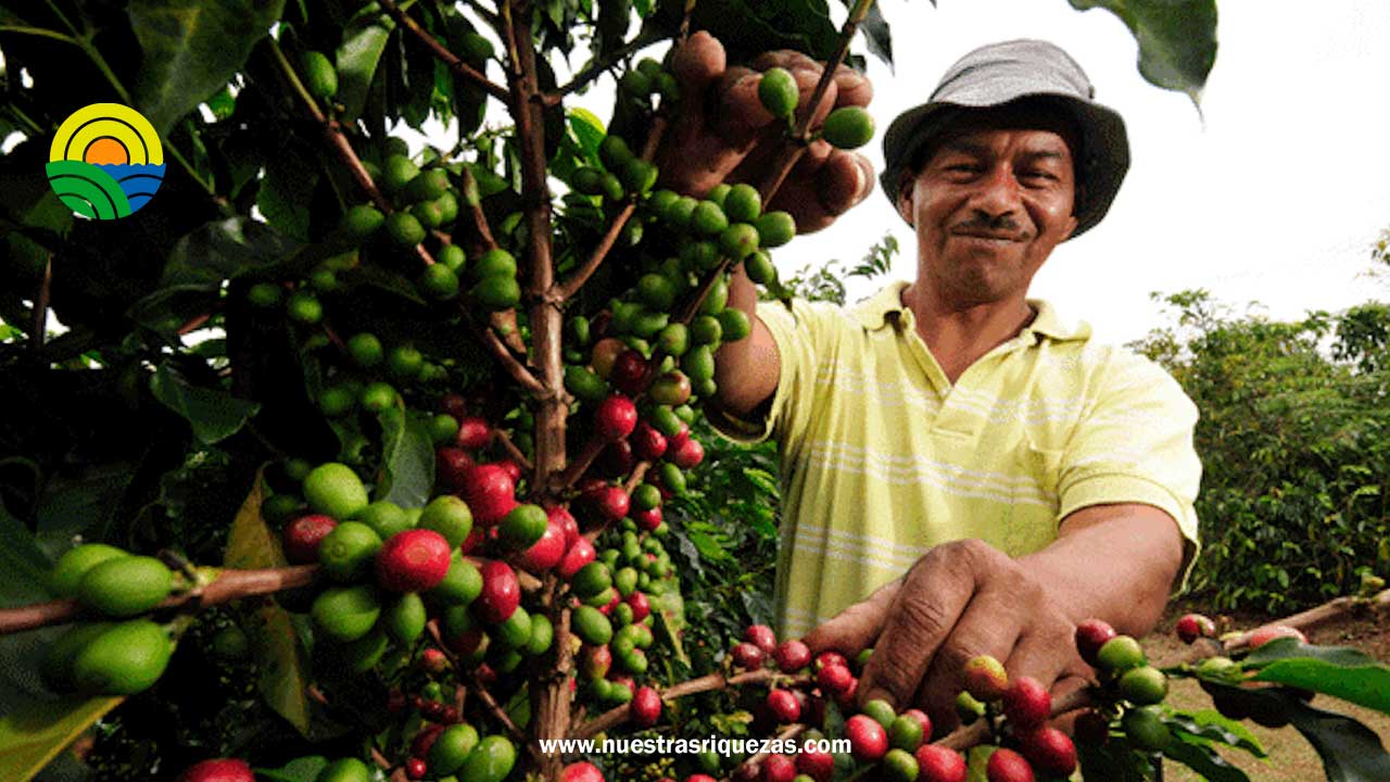 Oikocredit apuesta por la capacitación para asegurar el futuro del sector cafetero