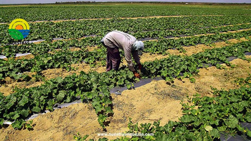 Producción alimentaria enfocada hacia la sostenibilidad