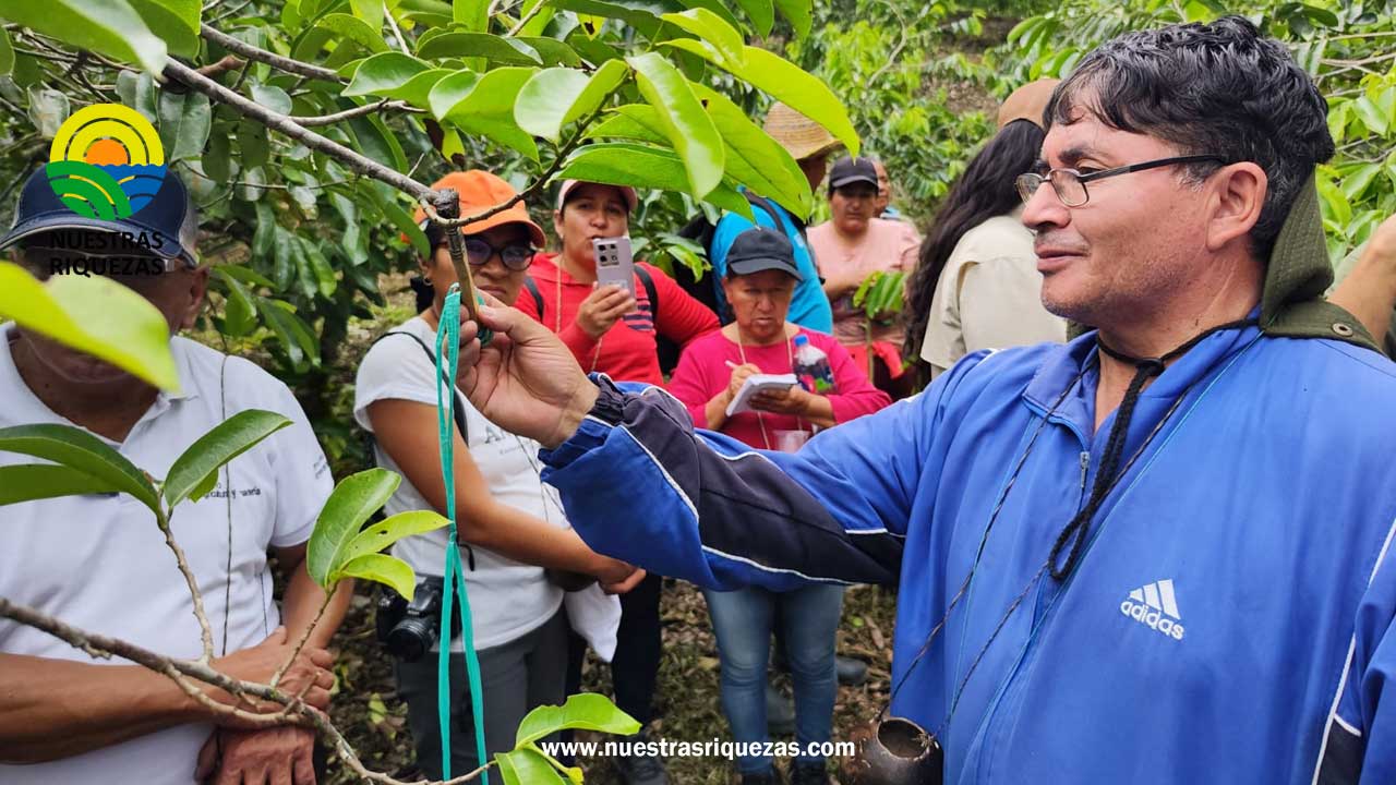 Productores de Pichincha se capacitan en la producción de guanábana