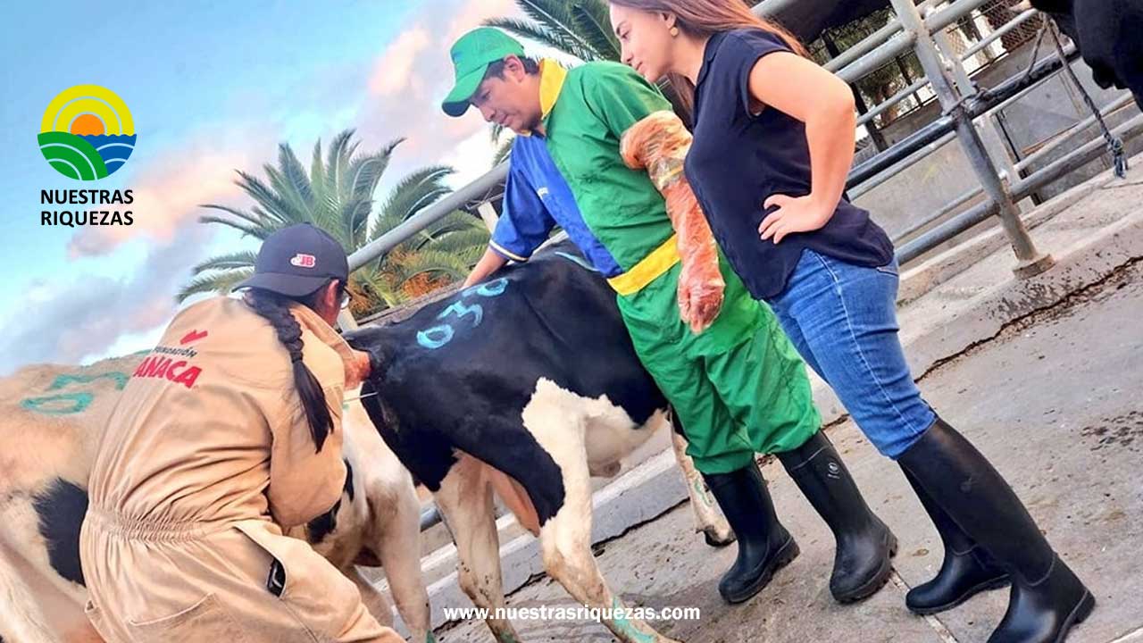 Productores ganaderos de Loja se capacitan como inseminadores comunitarios