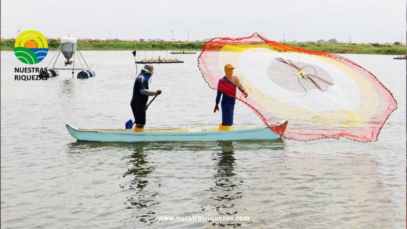 Sector camaronero: Precios a la baja lo golpean, aunque produce y exporta más