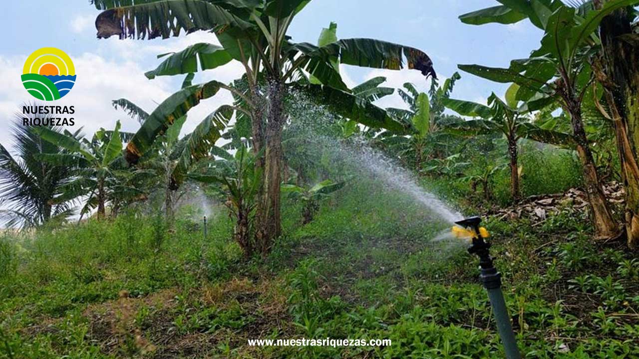 Sistema de riego Los Tintales beneficia a agricultores en Riochico
