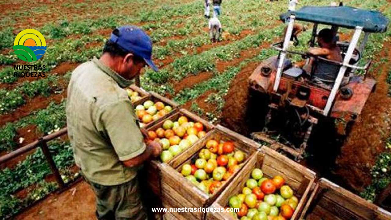 Valor del comercio exterior agropecuario del Perú cayó 3.3 % en enero-julio 2023
