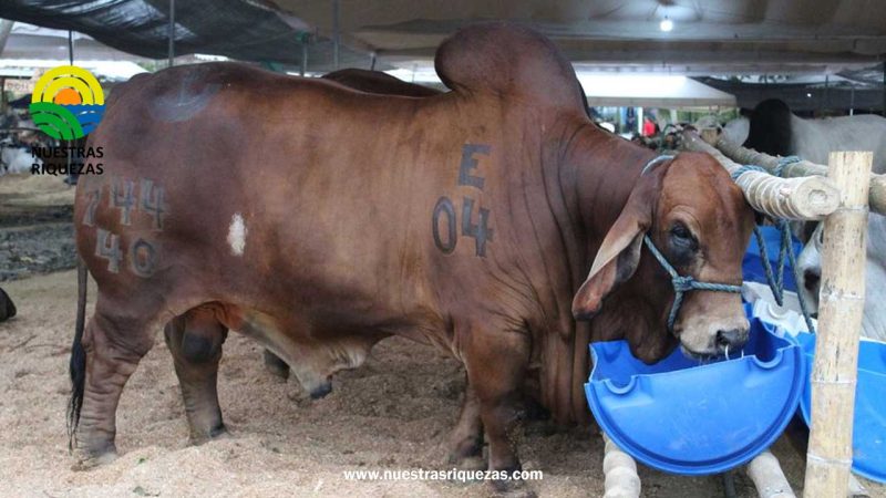 ¡Chone se catapulta al mundo con la ExpoCebú!