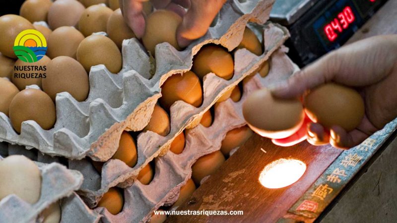 El Gobierno dominicano anunció que comprará a los productores los huevos