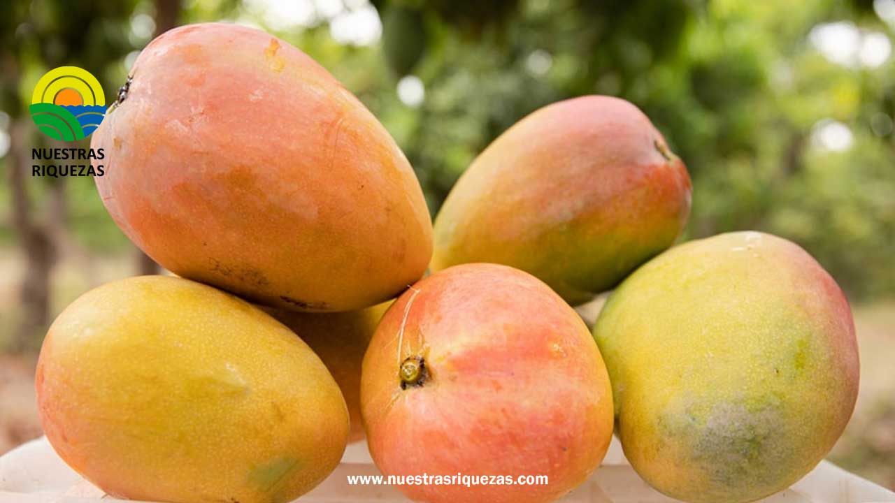 Cosecha de mango y limón genera S/7 millones de jornales