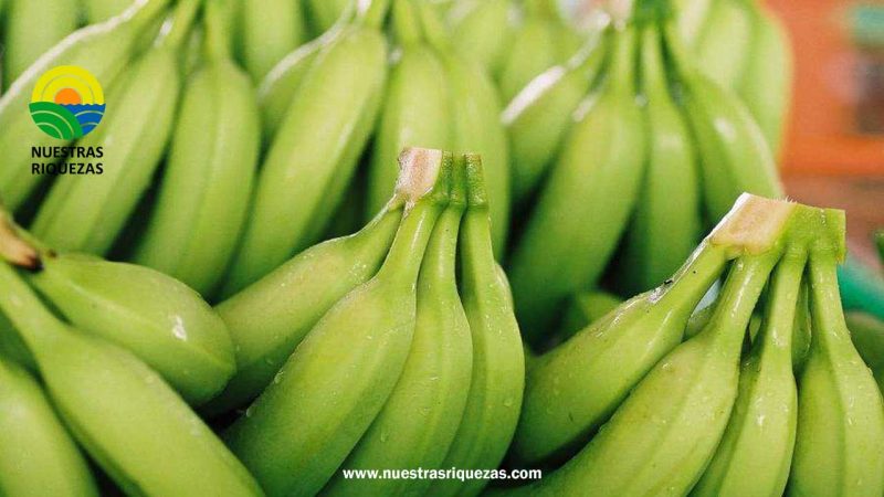 Fairtrasa lanza las primeras bananas con Certificación Ecológica Regenerativa del mundo