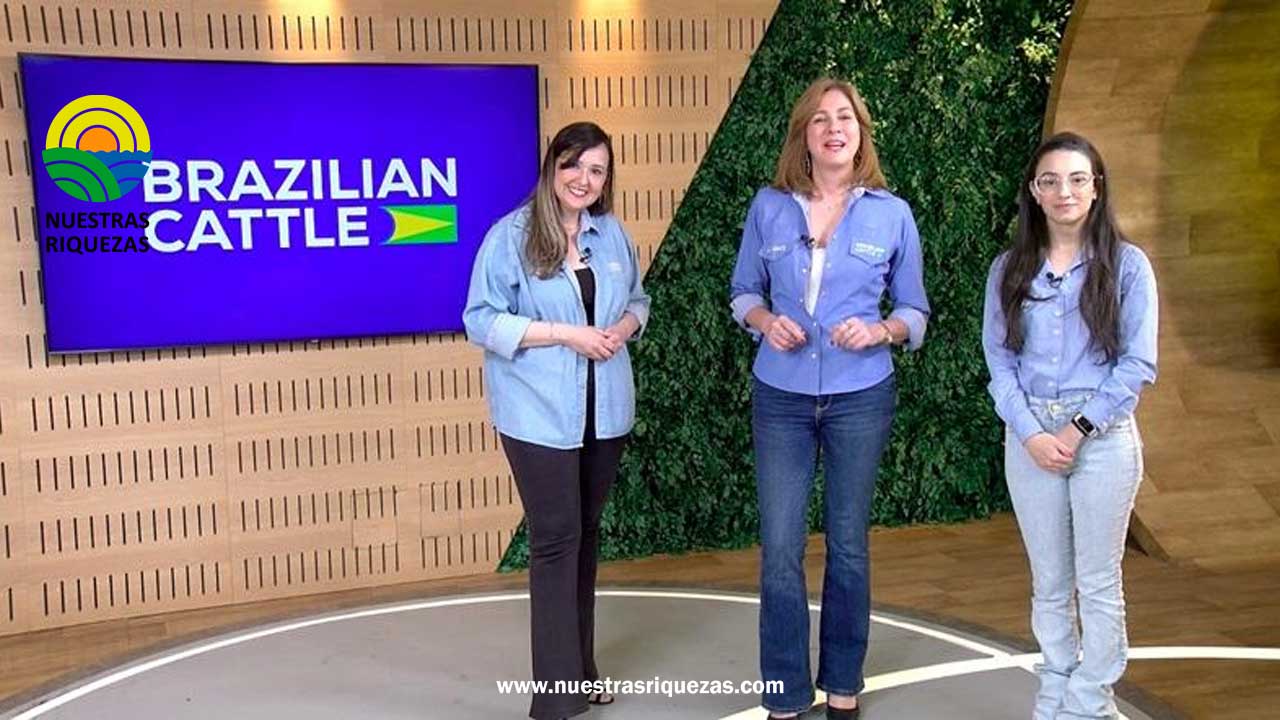 Ganado cebú de Brasil se lucirá en feria ExpoCebú Chone de Ecuador