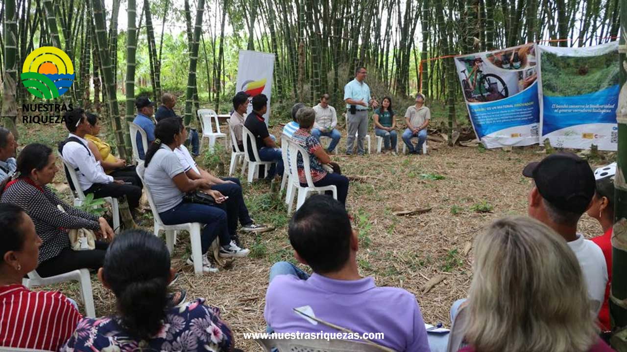 Estamos en el despertar del bambú”