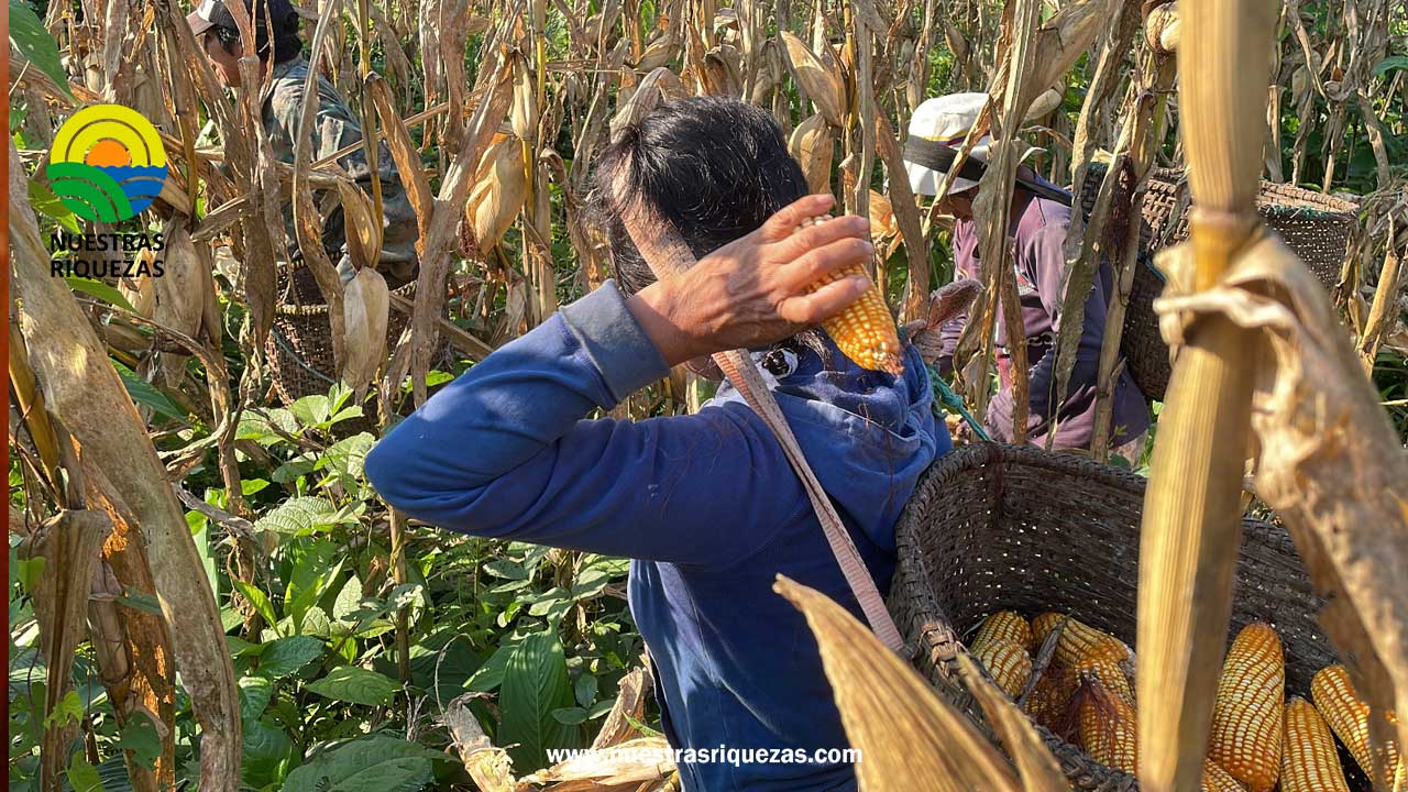Industria de alimento balanceado interesada en adquirir maíz duro de la Amazonía