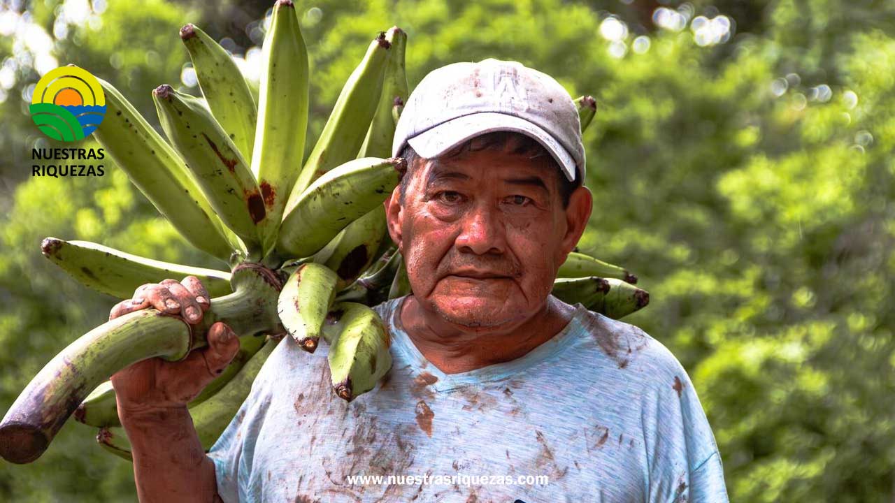 De la tierra a la mesa