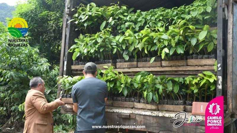 13.000 plantas  para beneficio de nuestro cantón.