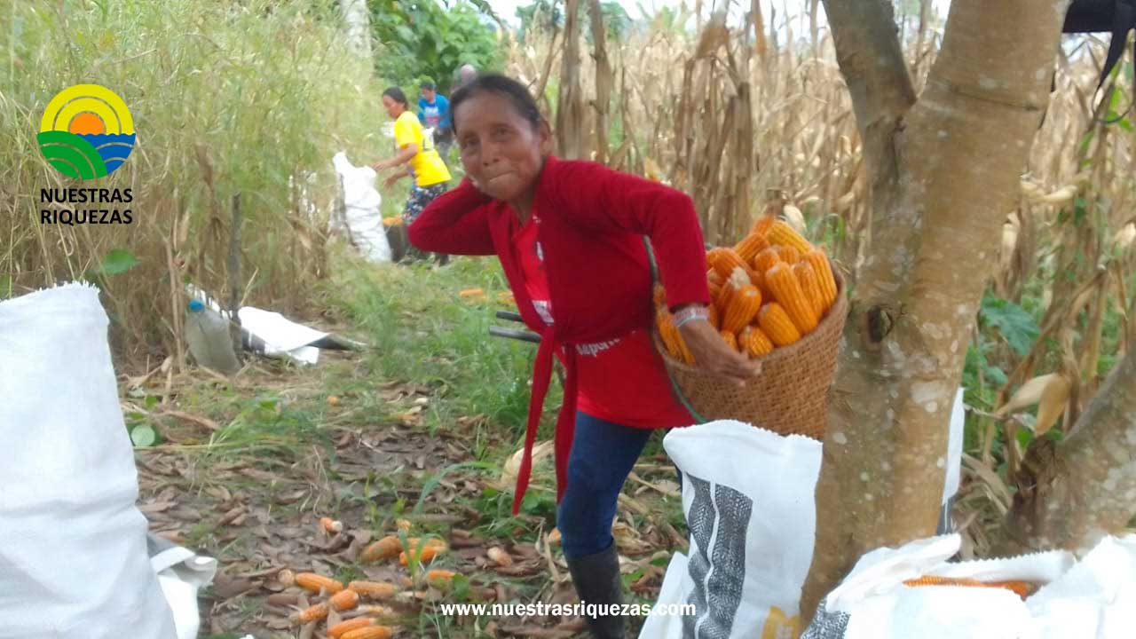 Productores de maíz en Napo logran aumentar su rendimiento gracias a asistencia técnica
