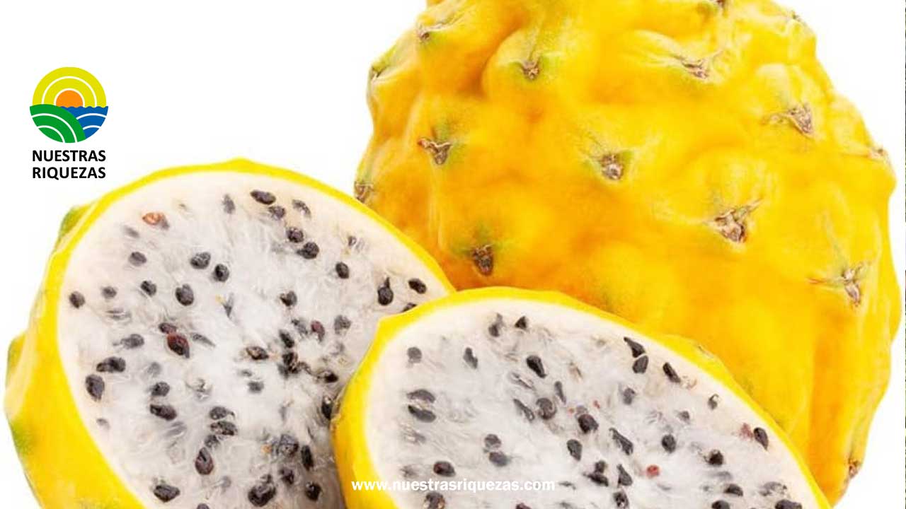 Múltiples oportunidades para la oferta exportable agropecuaria ecuatoriana con el TLC con China