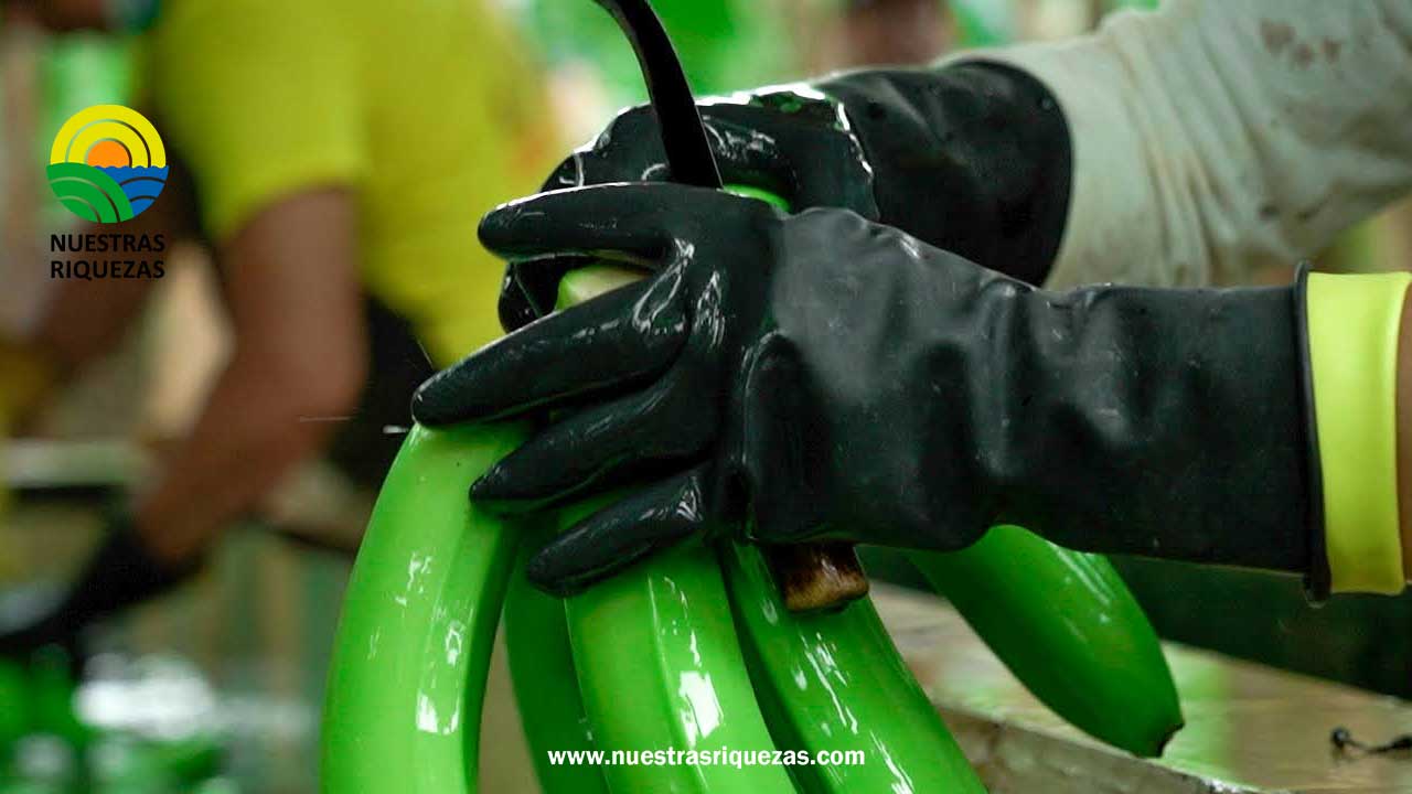Rusia ratifica levantamiento de restricción para cinco exportadoras de banano ecuatoriano