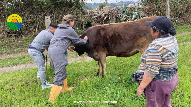 MAG ejecuta campañas de desparasitación y vitaminización de 2.140 animales en Cotopaxi