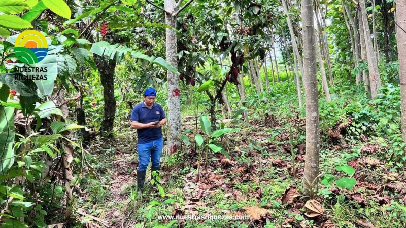 MAG brinda servicios forestales para un desarrollo sostenible