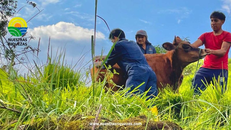 1.500 bovinos de El Chaco recibirán vitaminas, para proteger su salud