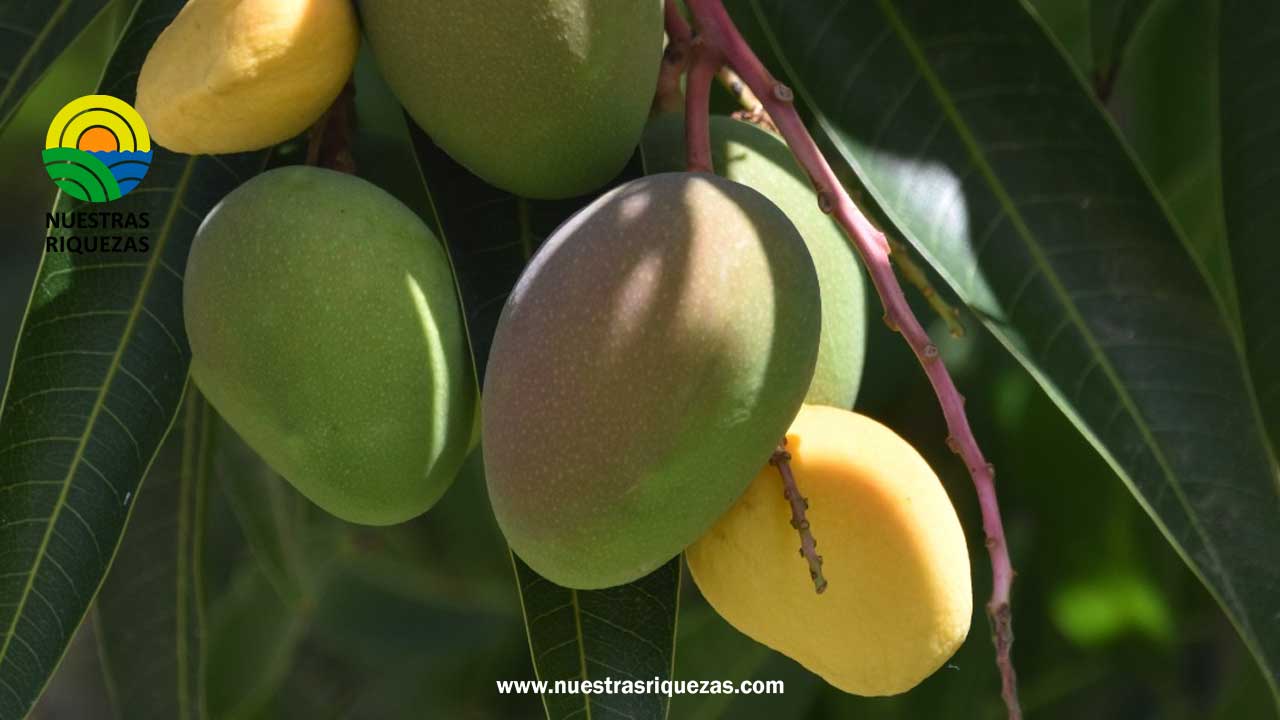 El mango ecuatoriano llegará a Corea