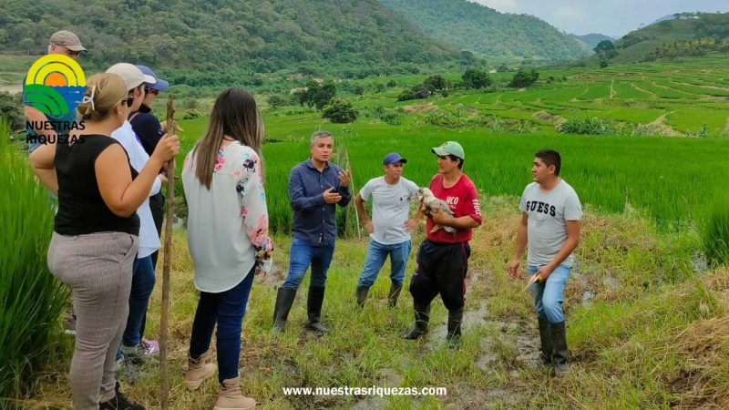 Monitorean la producción de arroz-pato en el cantón Macará