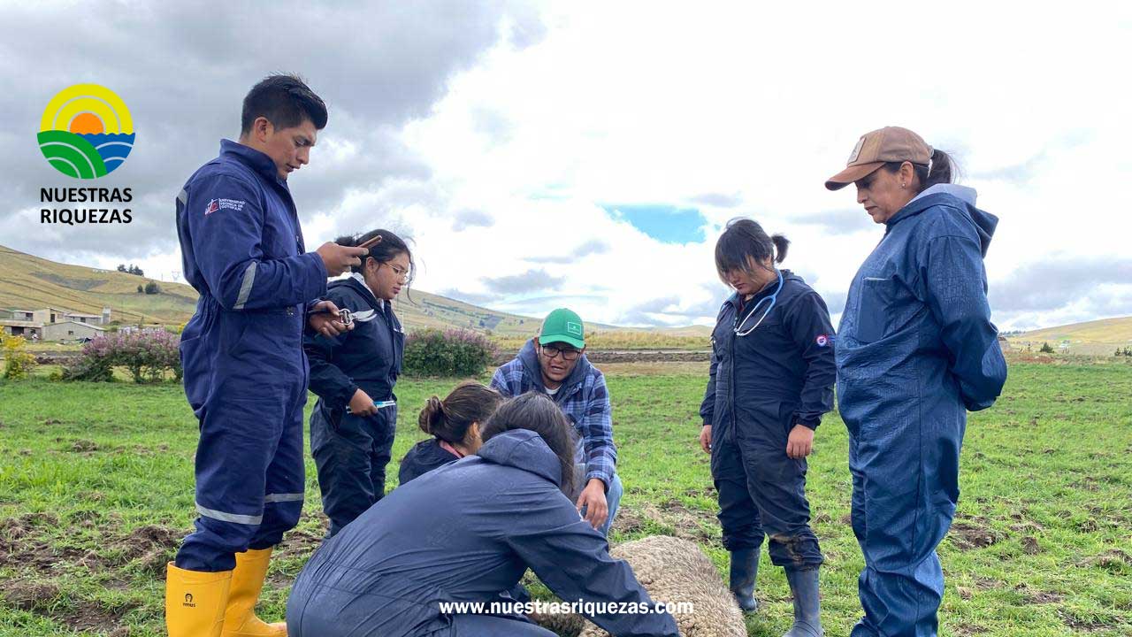 300 ovinos reciben atención preventiva en Cochapamba, Cotopaxi