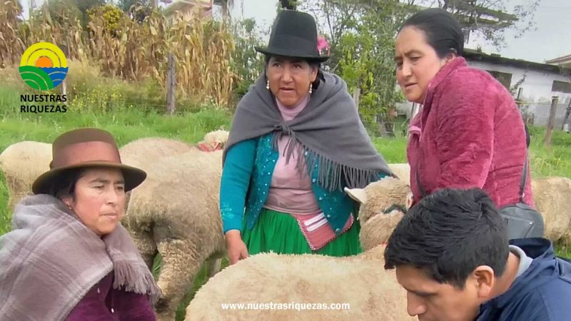 Asociaciones de Jerusalén mejoran la crianza de ovinos con un buen manejo sanitario