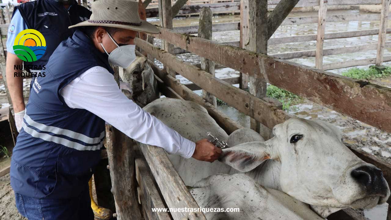 Más de 4,7 millones de cabezas de ganado bovino y bufalino serán inmunizadas contra fiebre aftosa