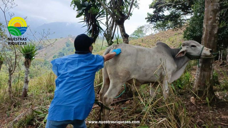 Ganado de la parroquia Changaimina será vacunado contra el carbunco sintomático