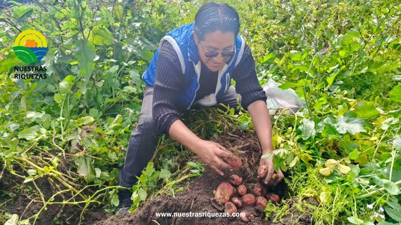 MAG culmina operativos de rendimiento de papa en Pichincha