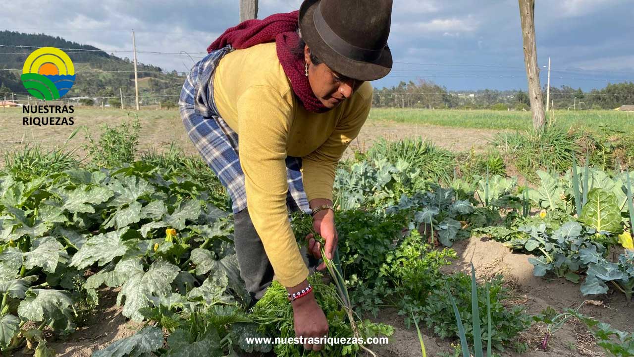 Más de 870 familias de Cotopaxi implementan huertos familiares y comunales