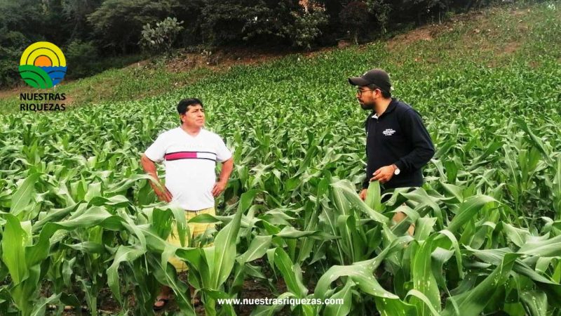 Pindal será sede de rueda de negocios para comercializar maíz duro