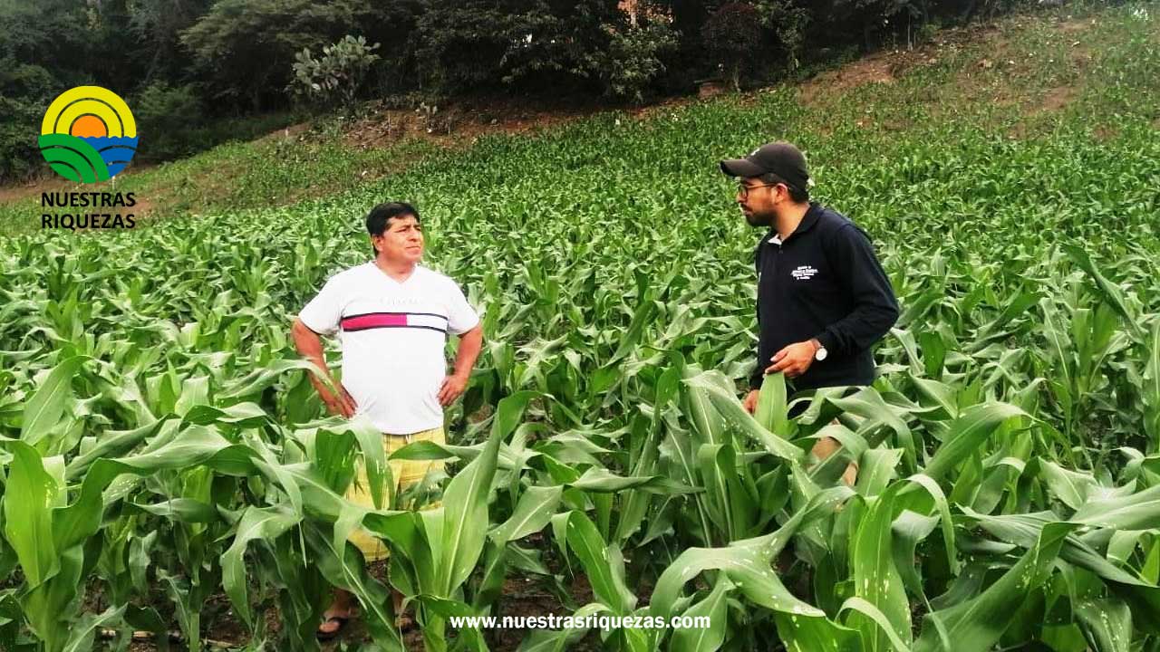 Pindal será sede de rueda de negocios para comercializar maíz duro