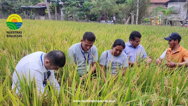 Productores de Charapotó aprenden a cultivar arroz con ayuda de patos