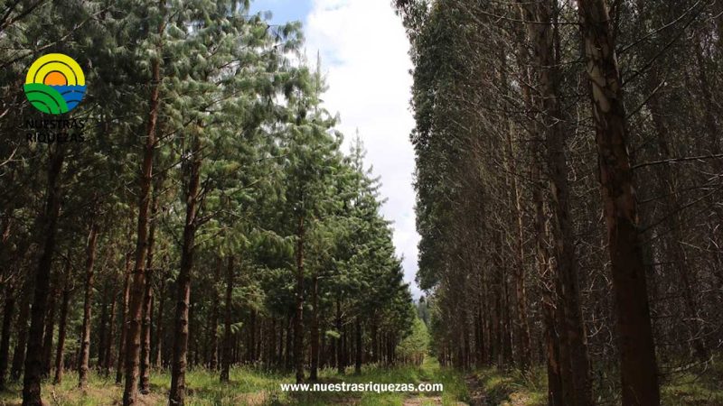 Productores forestales pueden acceder a certificados de Buenas Prácticas