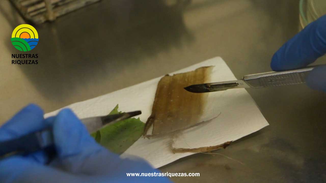 Se intensifica la vigilancia para la detección de brotes de moko en musáceas