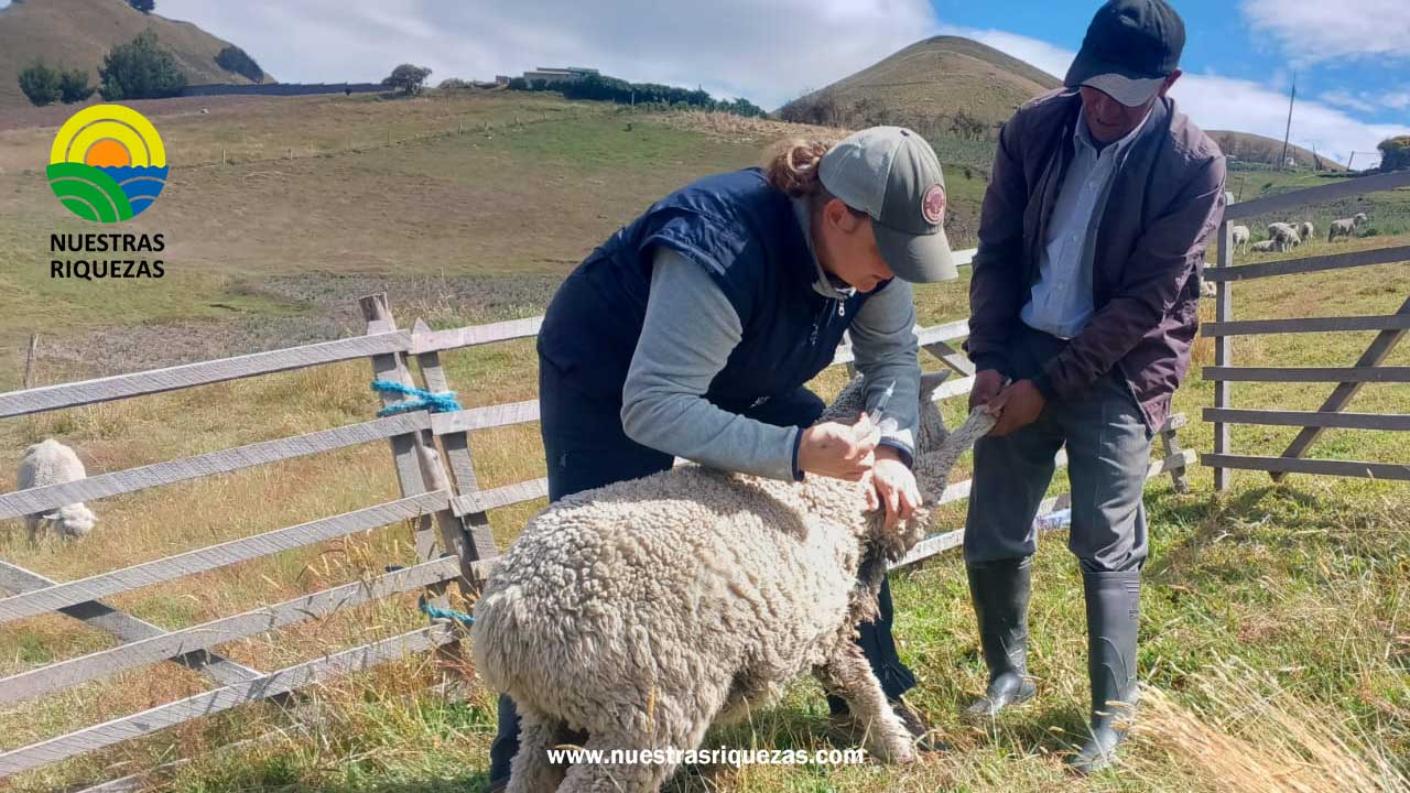 1.150 ovinos desparasitados y vitaminados en comunidades de Latacunga y Saquisilí