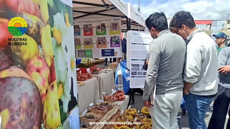 Día Nacional de la Papa se celebró en Chimborazo