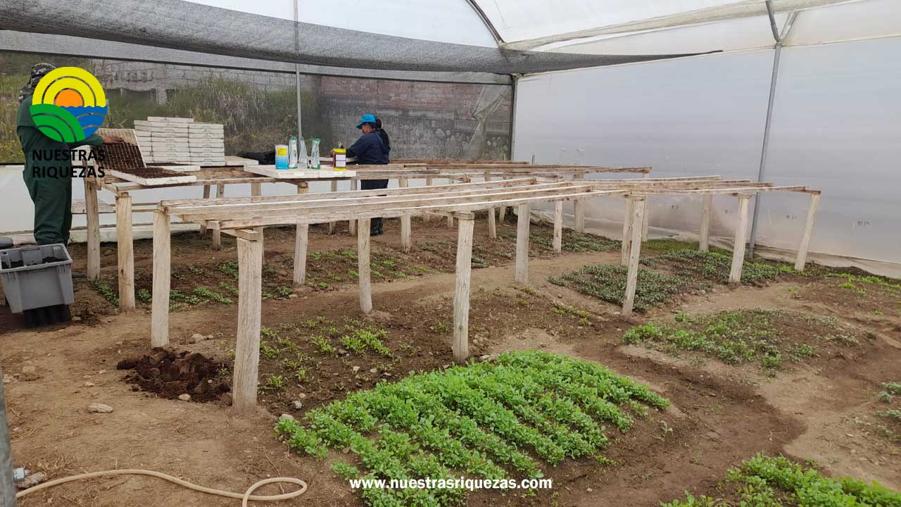 En Taday, Cañar, se implementan semilleros de hortalizas para beneficiar a productores