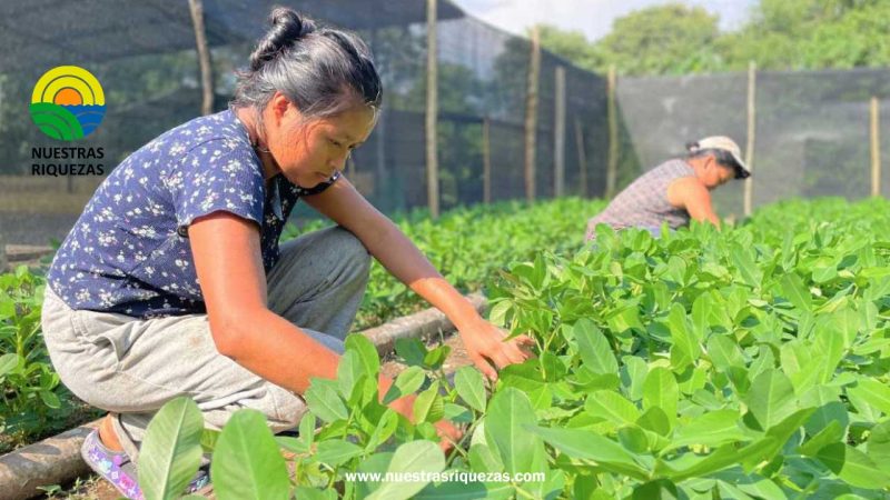 Familias campesinas de Tena diversifican sus ingresos con el cultivo de maní