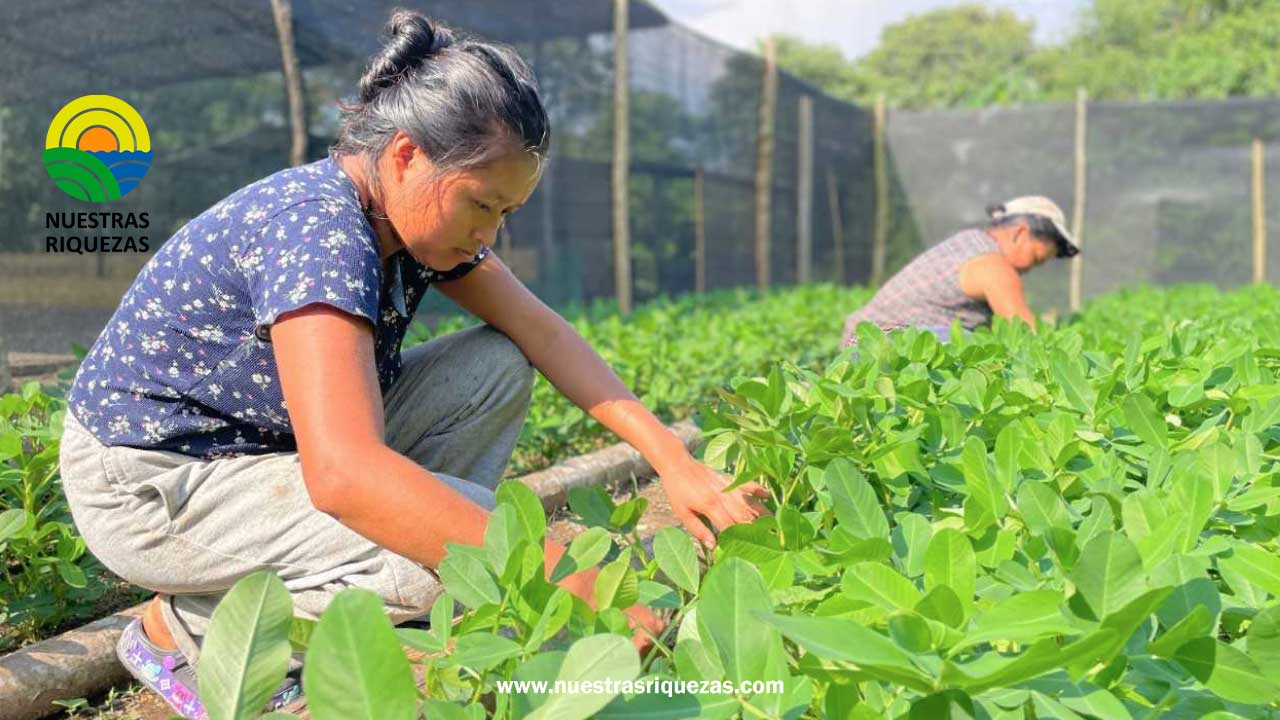 Familias campesinas de Tena diversifican sus ingresos con el cultivo de maní